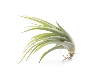 Beautiful tillandsia isolated on white. Exotic houseplant