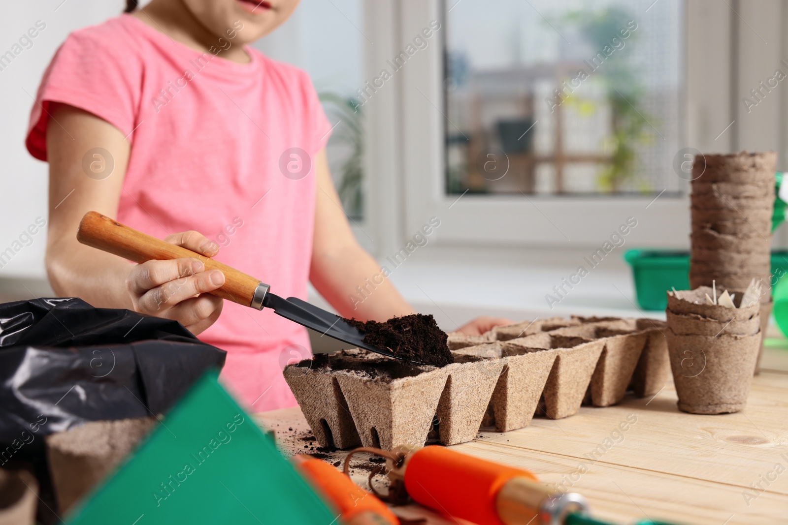 Photo of Little girl adding soil into peat pots at wooden table indoors, closeup. Growing vegetable seeds