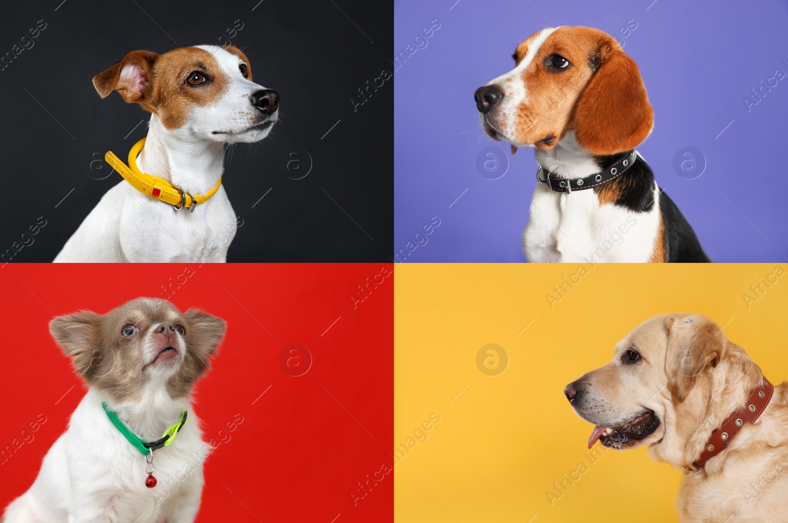 Image of Collage with photos of cute dogs in collars on different color backgrounds