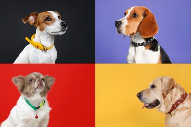 Image of Collage with photos of cute dogs in collars on different color backgrounds