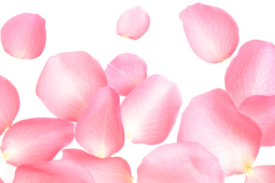 Photo of Fresh pink rose petals on white background, top view