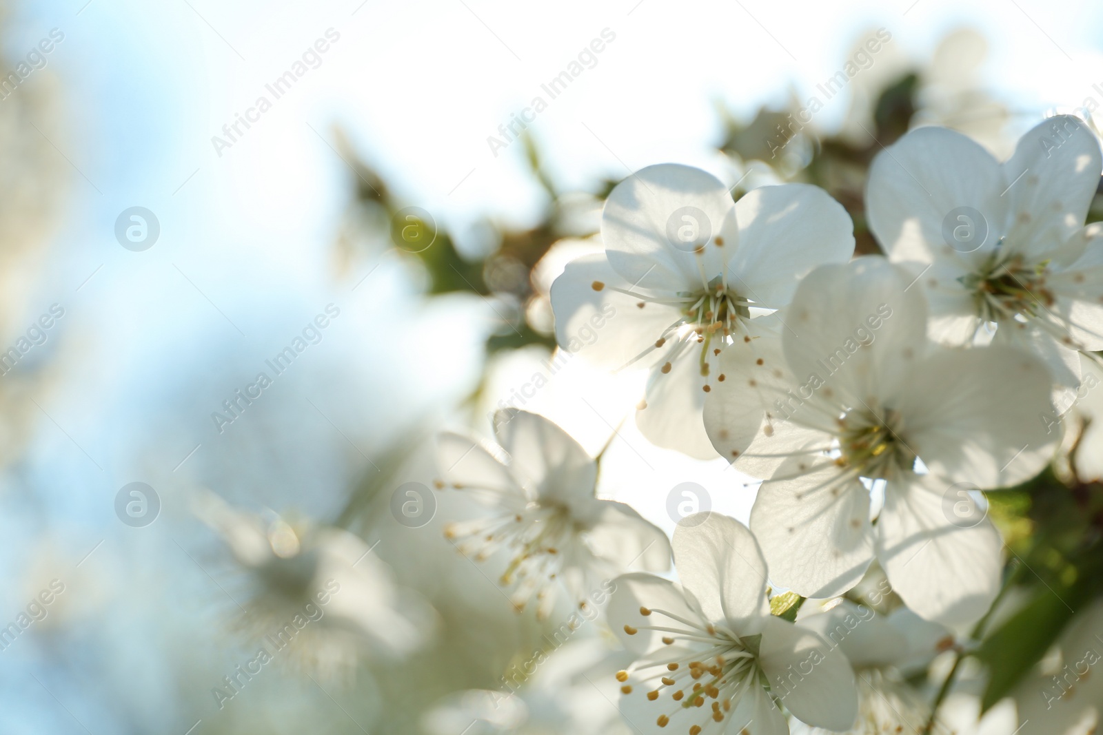 Photo of Blossoming cherry tree, closeup