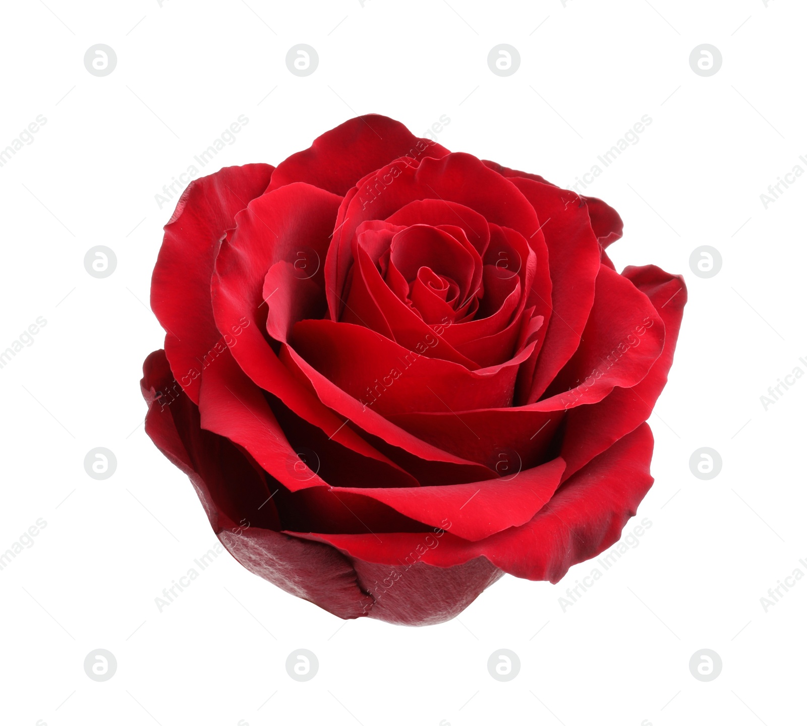 Photo of Beautiful fresh red rose isolated on white