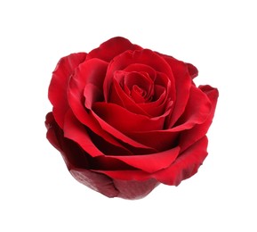 Photo of Beautiful fresh red rose isolated on white