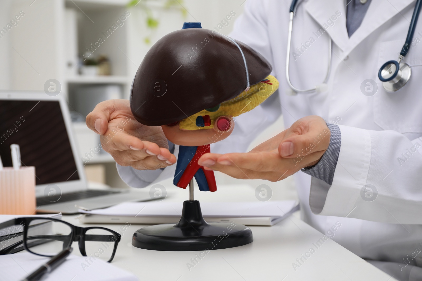 Photo of Doctor demonstrating model of liver at table in clinic, closeup