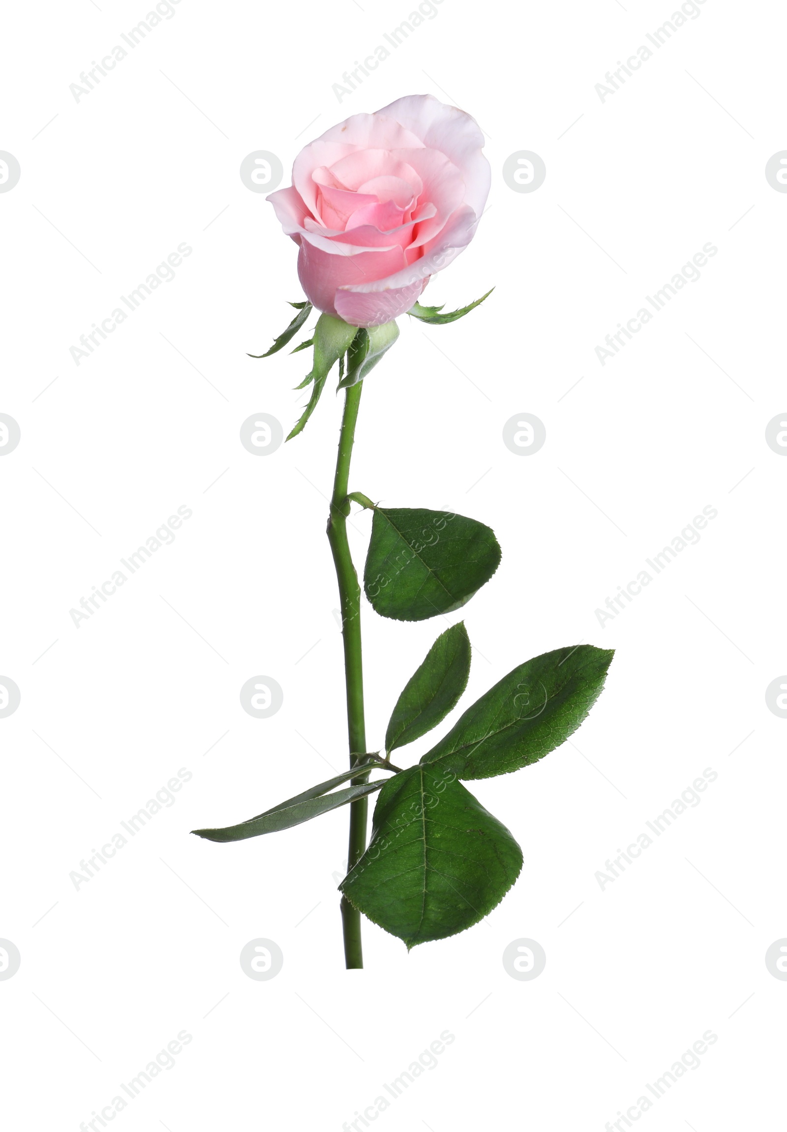 Photo of Blooming pink rose isolated on white. Beautiful flower