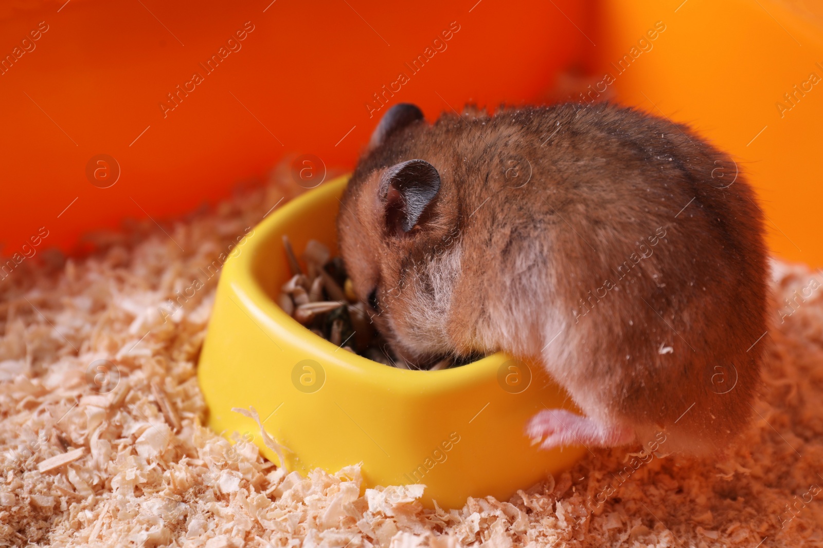 Photo of Cute little fluffy hamster eating in cage