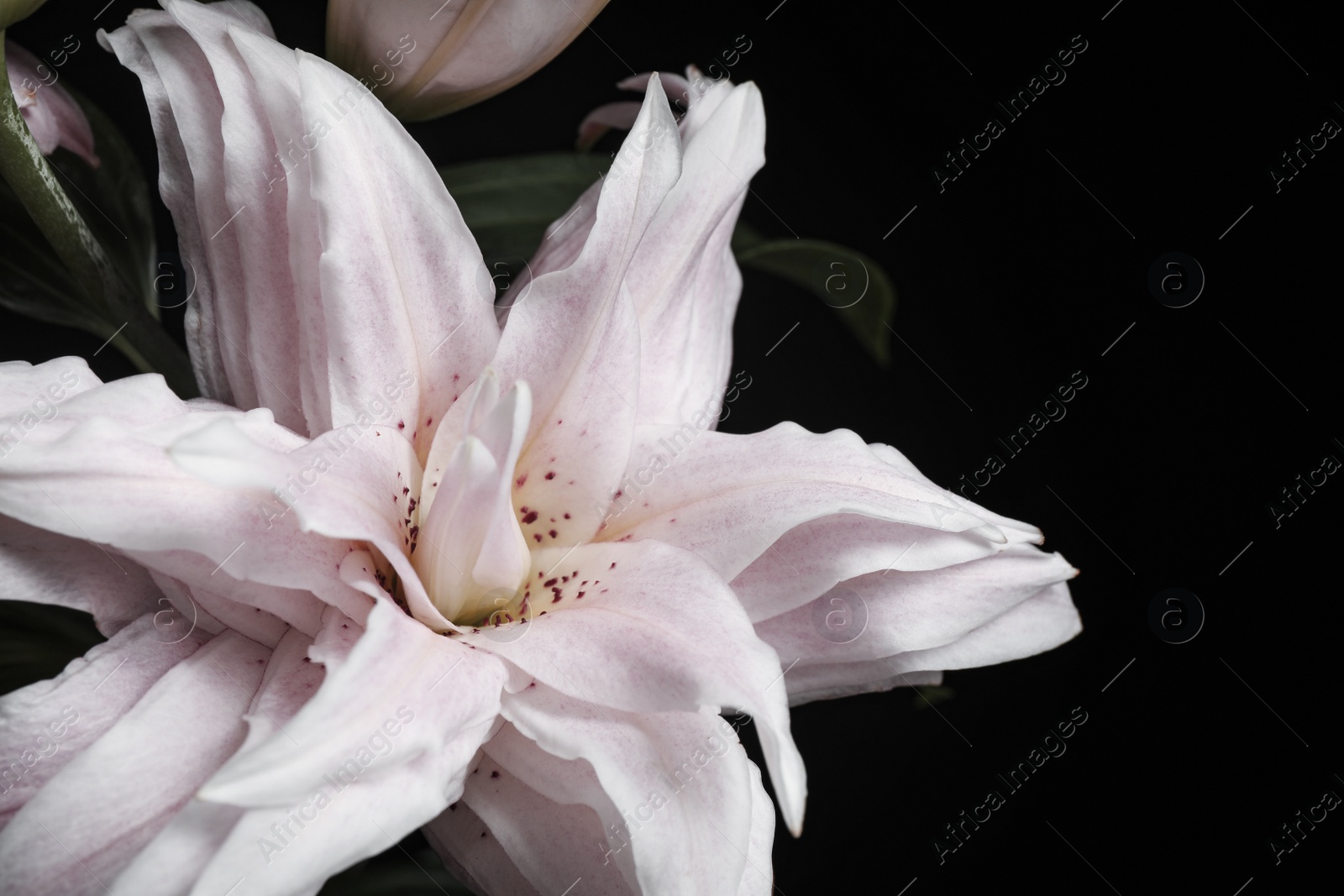 Photo of Beautiful fresh lily on black background, closeup. Floral card design with dark vintage effect