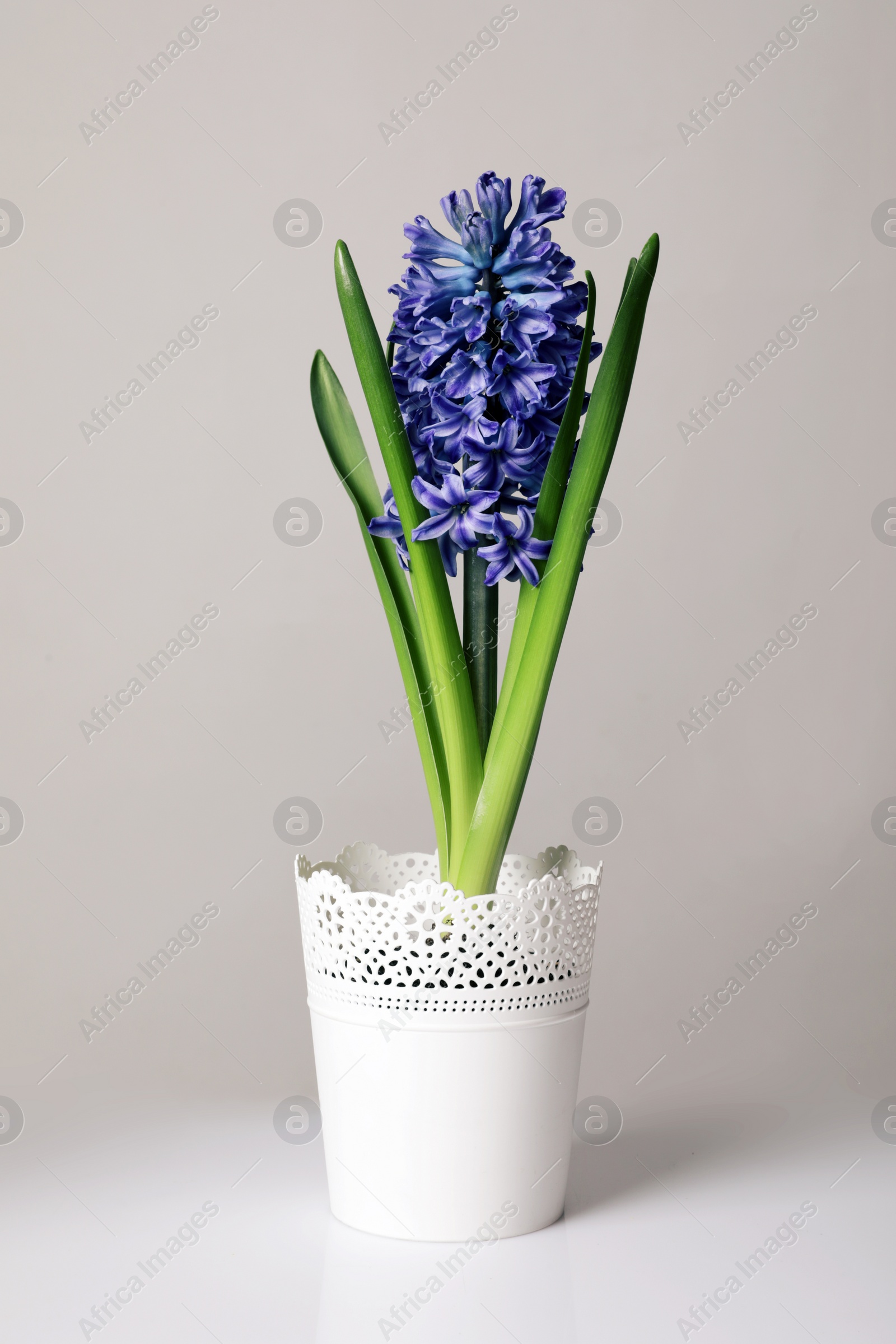 Photo of Beautiful spring hyacinth flower on light background