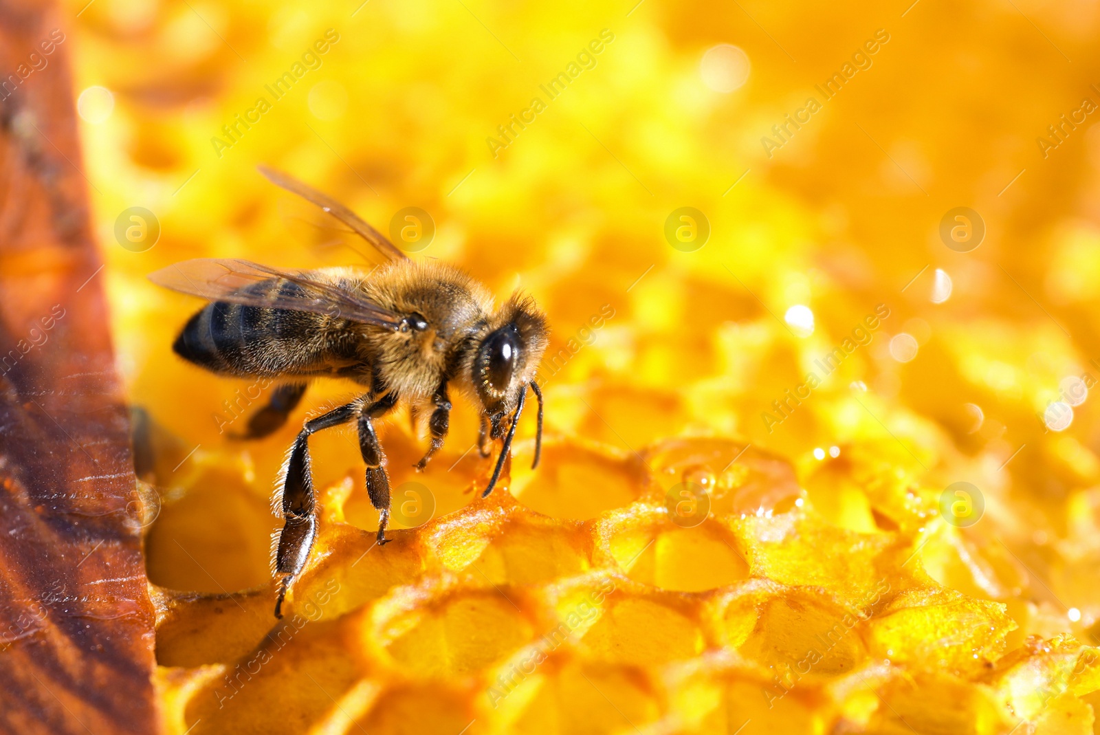 Photo of Closeup view of fresh honeycomb with bee