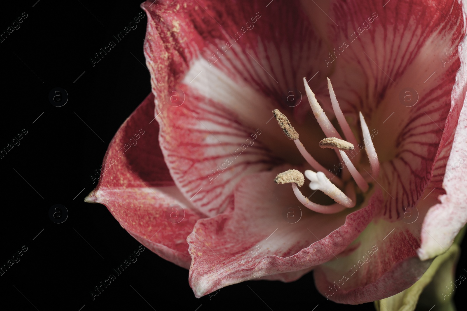 Photo of Beautiful fresh amaryllis on black background, closeup. Floral card design with dark vintage effect