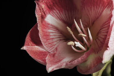 Photo of Beautiful fresh amaryllis on black background, closeup. Floral card design with dark vintage effect