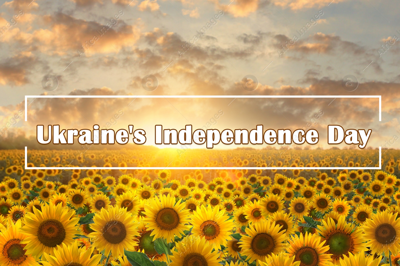 Image of Text Ukraine's Independence Day and sunflower field at sunrise on background