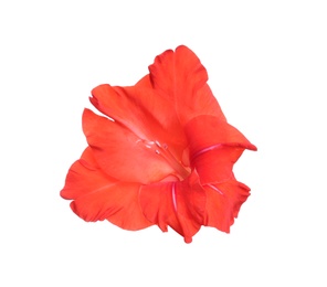 Photo of Beautiful red gladiolus flower on white background