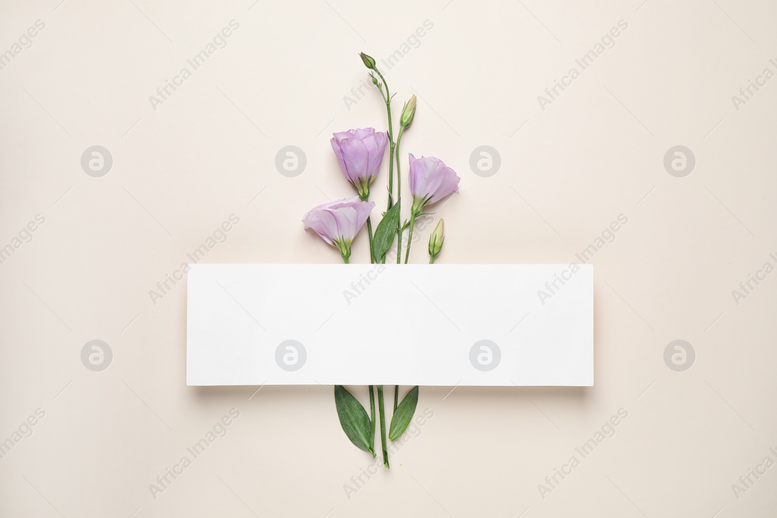 Photo of Flat lay composition with beautiful Eustoma flowers and card on beige background, space for text