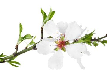 Photo of Tree branch with beautiful blossoms isolated on white. Spring season