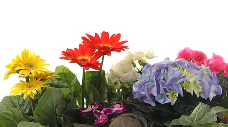 Photo of Many beautiful colorful flowers on white background