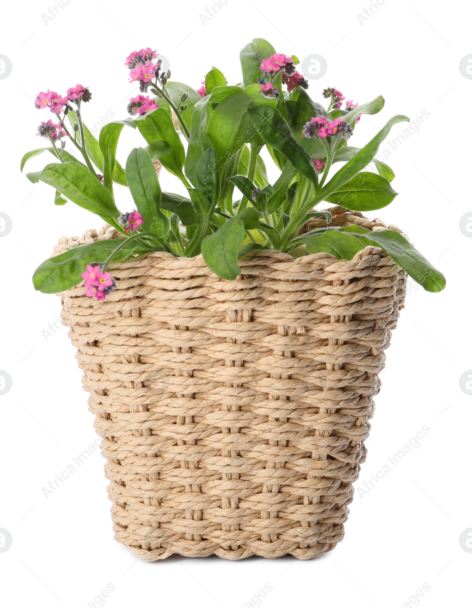 Photo of Beautiful potted Forget-me-not flowers in basket on white background