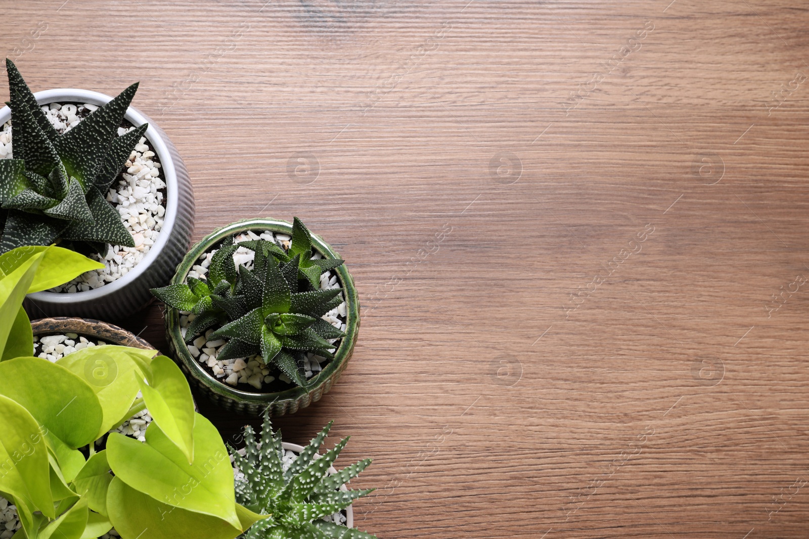 Photo of Beautiful Aloe, Haworthia and Scindapsus in pots on wooden table, flat lay with space for text. Different house plants