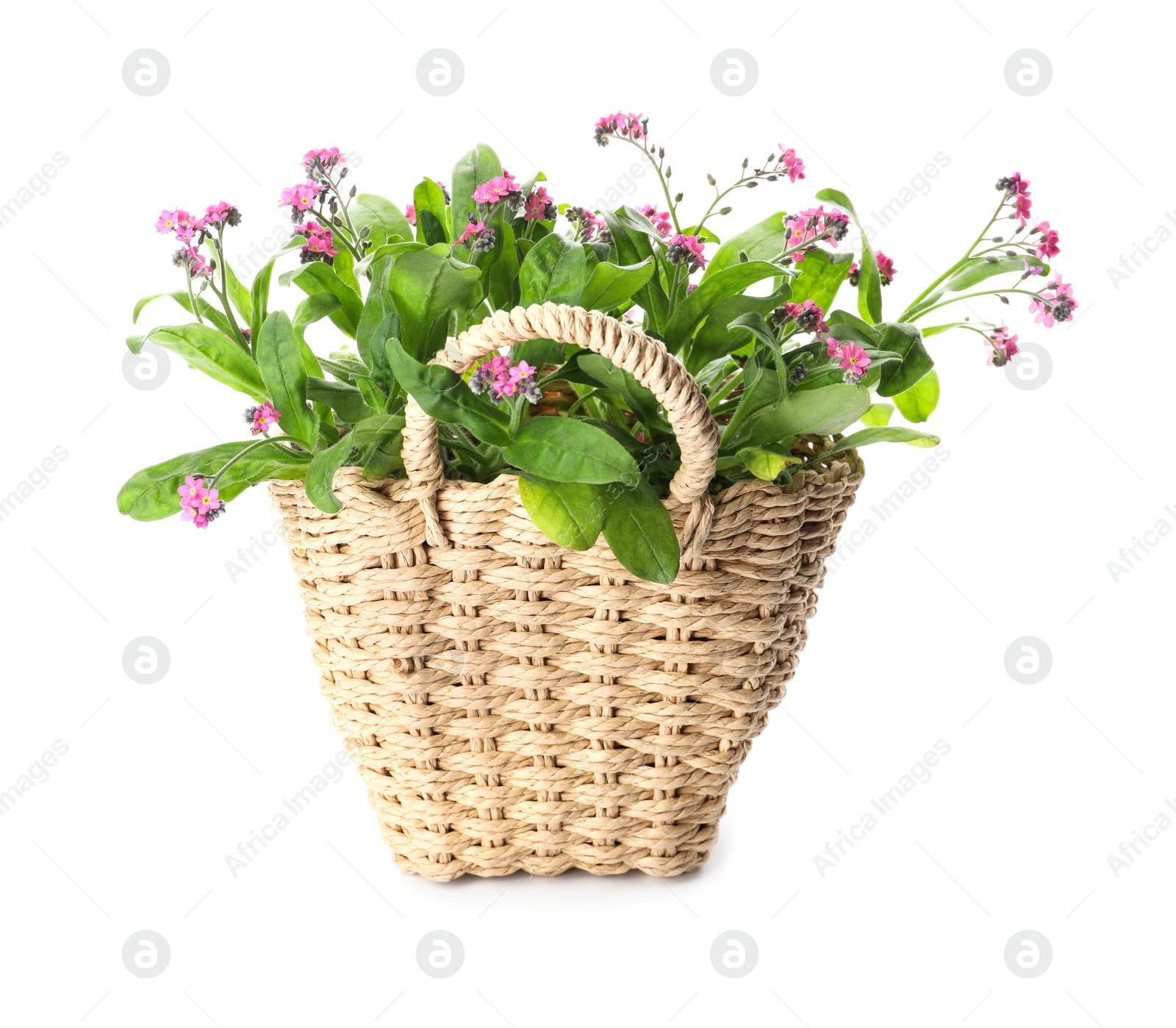 Photo of Beautiful potted Forget-me-not flowers in basket on white background