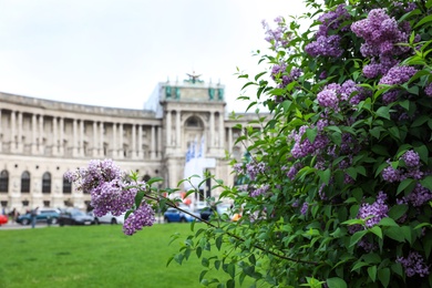 VIENNA, AUSTRIA - APRIL 26, 2019: Blooming lilac bush in front of Hofburg Palace on Heldenplatz