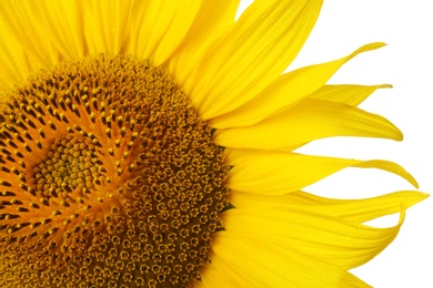 Photo of Beautiful bright sunflower on white background, closeup