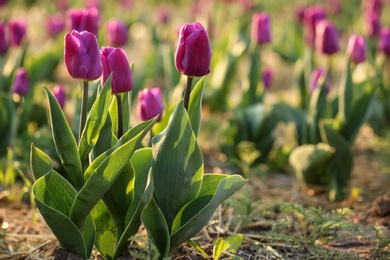 Closeup view of fresh beautiful tulips on field, space for text. Blooming spring flowers