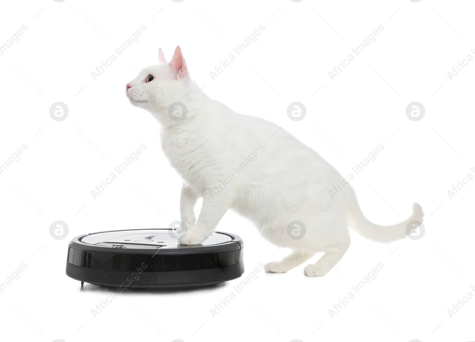 Photo of Modern robotic vacuum cleaner and cute cat on white background