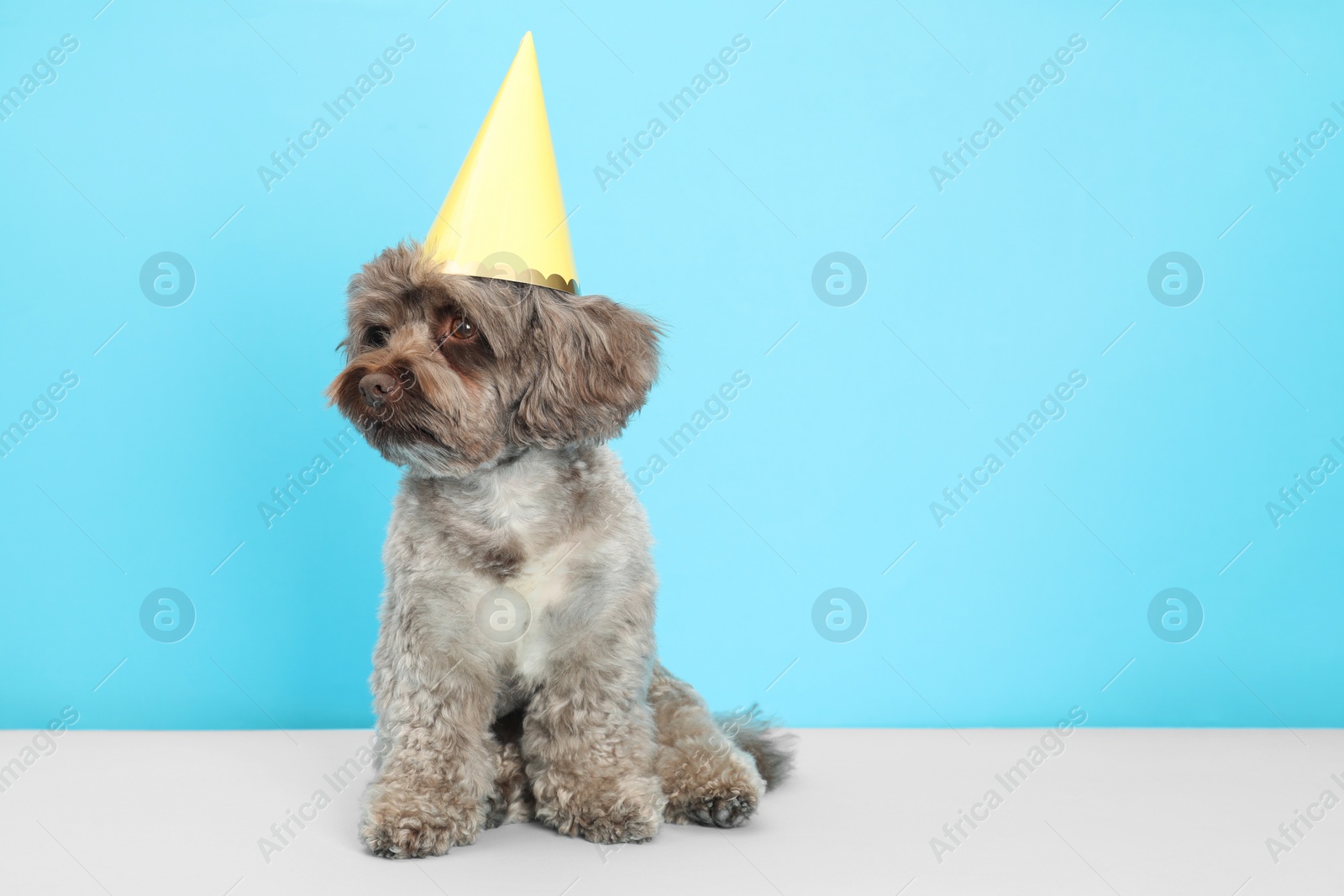 Photo of Cute Maltipoo dog with party hat on light blue background, space for text. Lovely pet