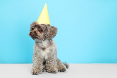 Cute Maltipoo dog with party hat on light blue background, space for text. Lovely pet