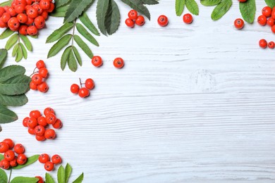 Fresh ripe rowan berries and green leaves on white wooden table, flat lay. Space for text