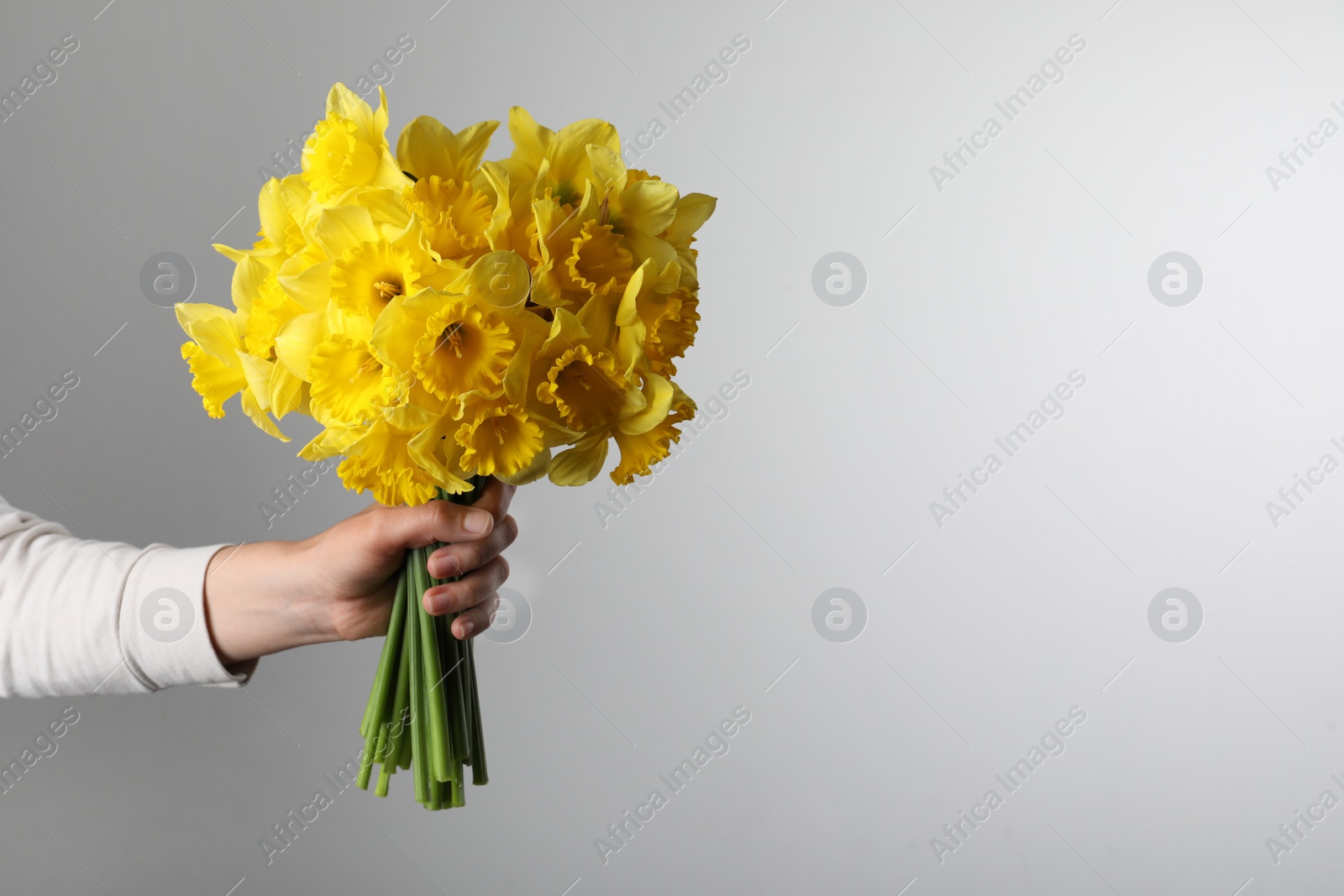 Photo of Woman holding beautiful daffodil bouquet on light grey background, closeup. Space for text