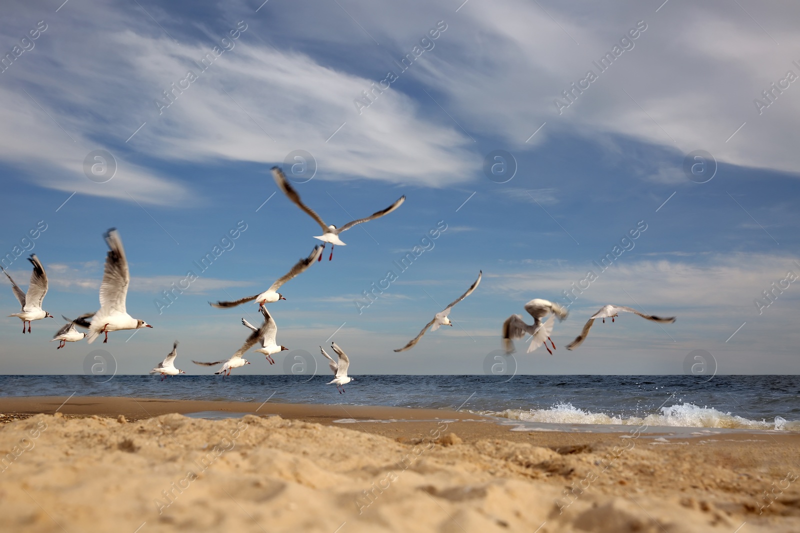 Photo of Beautiful seagulls at beach on sunny day