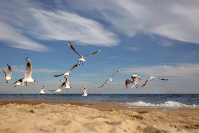 Photo of Beautiful seagulls at beach on sunny day