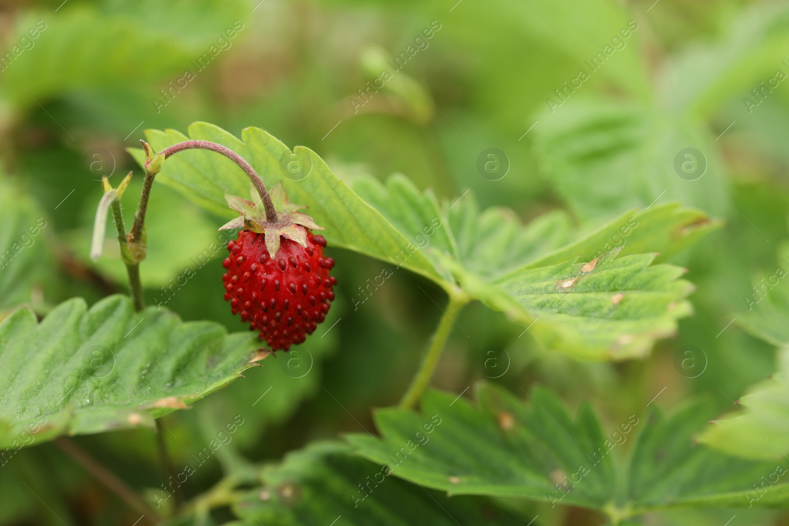 Photo of Ripe wild strawberry growing outdoors, space for text. Seasonal berries