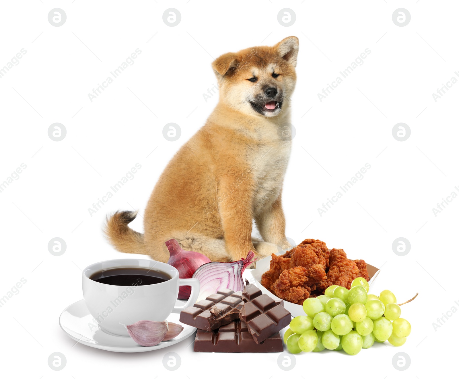 Image of Cute Akita Inu puppy and group of different products toxic for dog on white background