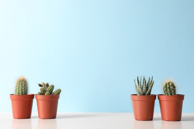 Beautiful succulent plants in pots on table against blue background, space for text. Home decor