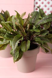 Photo of Sorrel plants in pots on pink wooden table