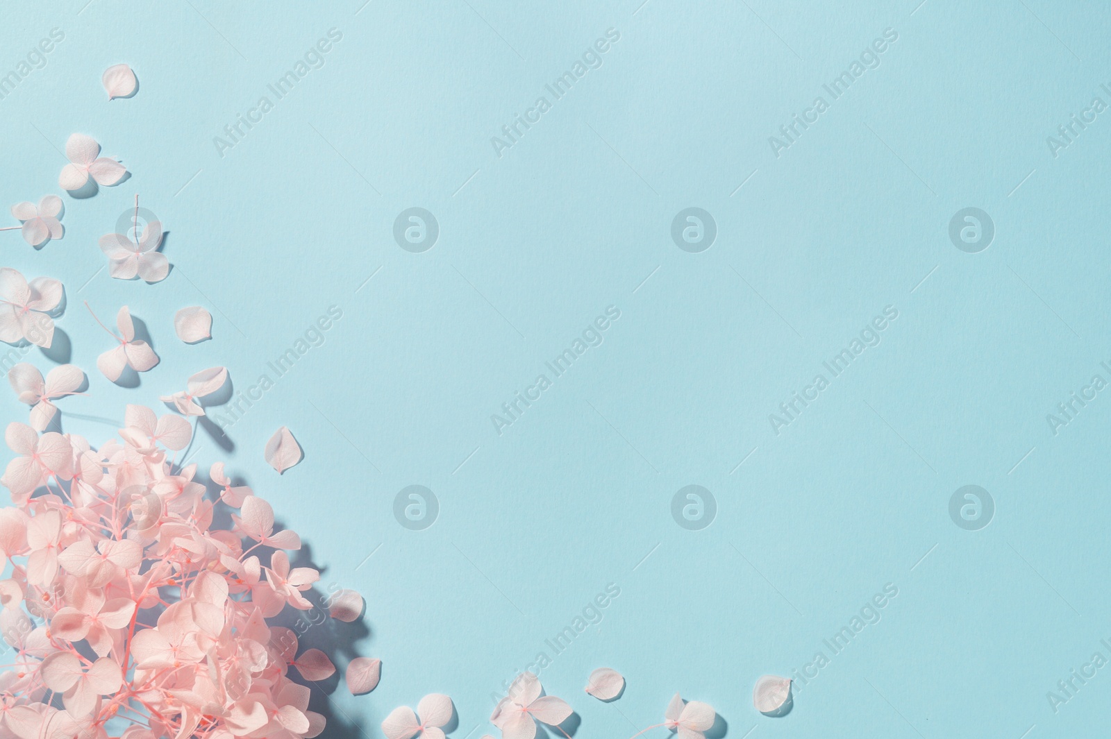 Photo of Beautiful pink hortensia flowers on light blue background, flat lay. Space for text