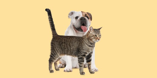 Image of Happy pets. Cute tabby cat standing near English bulldog on pale light yellow background, banner design