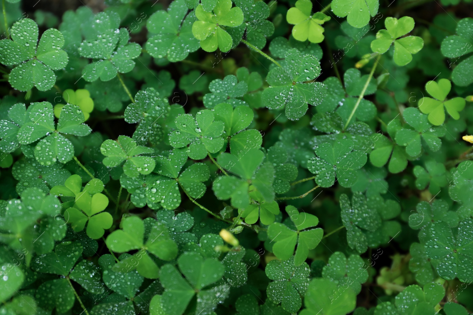 Photo of Beautiful clover leaves with water drops outdoors, top view. St. Patrick's Day symbol