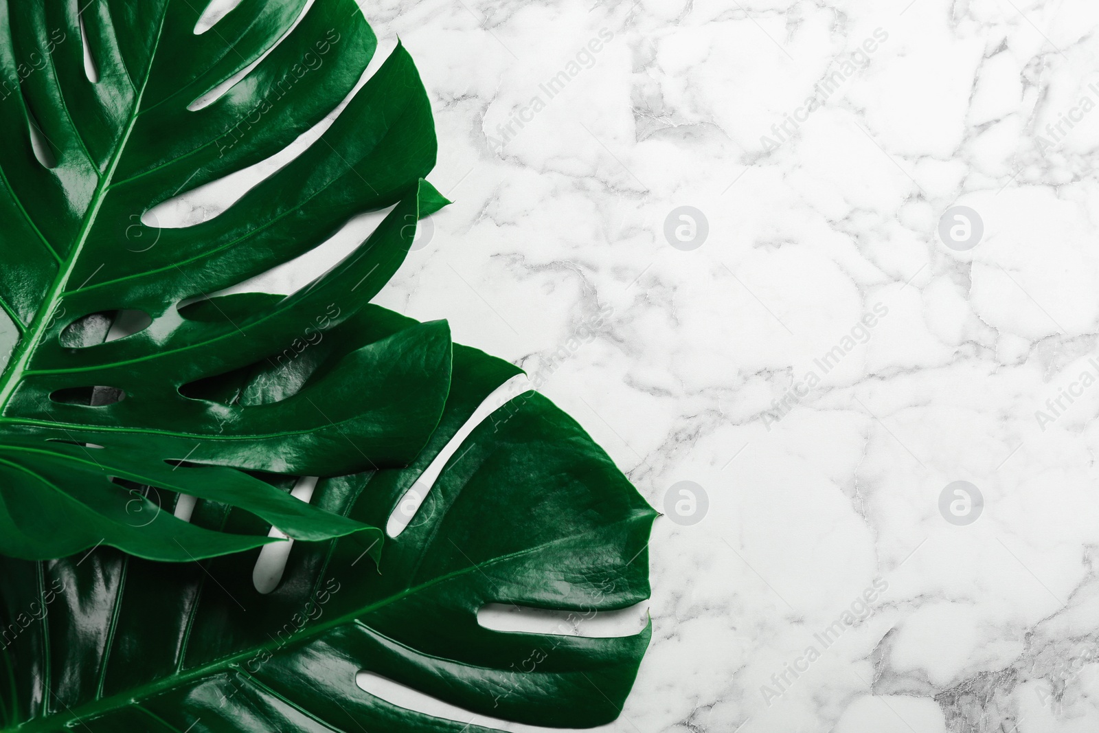 Photo of Beautiful monstera leaves on white marble background, flat lay with space for text. Tropical plant