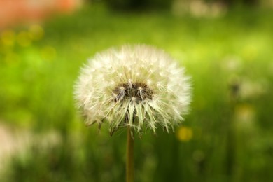 Fluffy dandelion on blurred background, closeup view