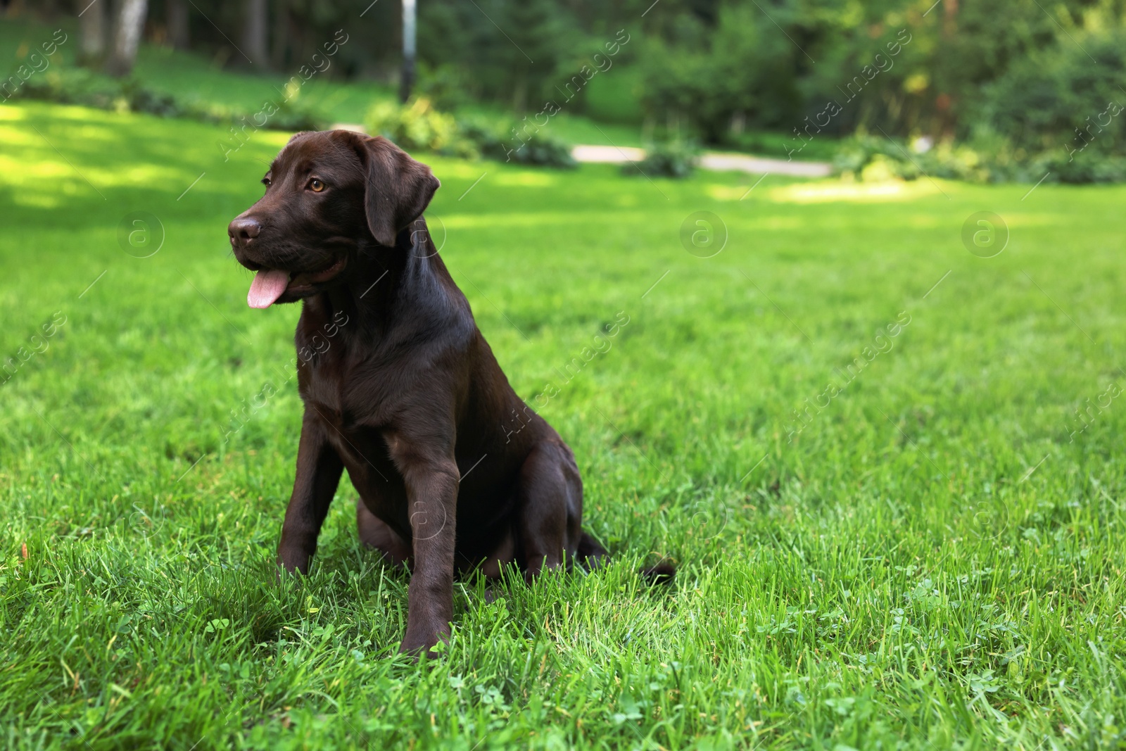 Photo of Adorable Labrador Retriever dog sitting on green grass in park, space for text