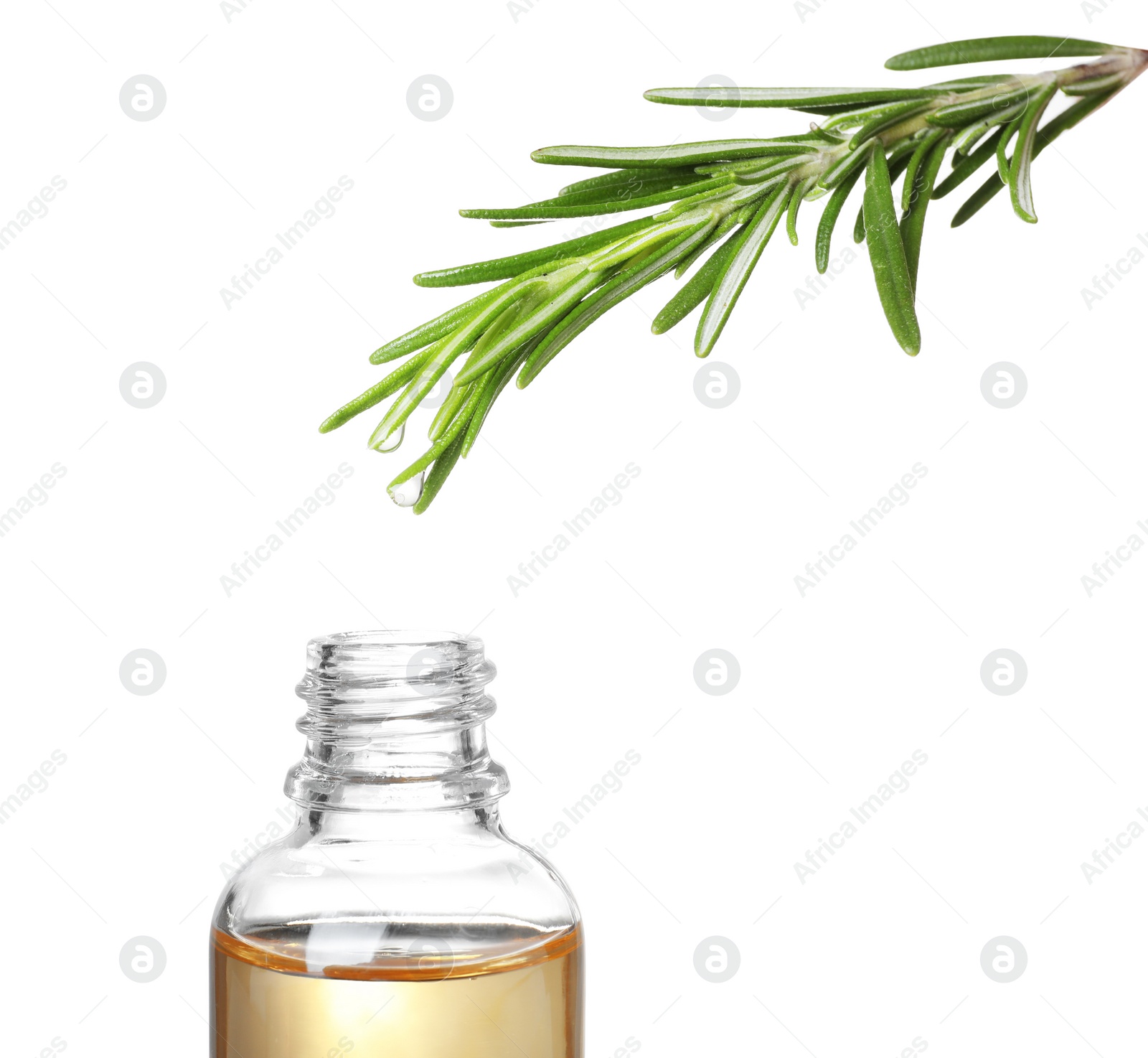 Photo of Rosemary branch with drop of essential oil over bottle against white background