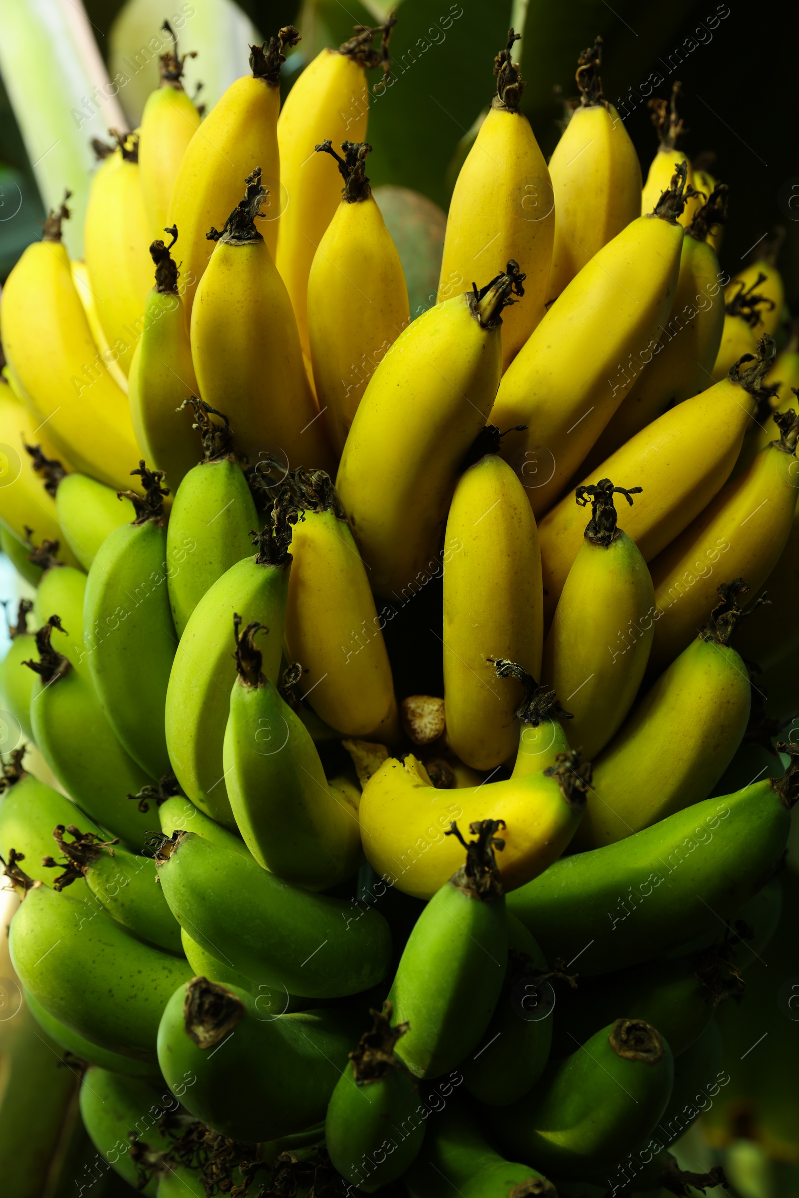 Photo of Delicious bananas growing on tree outdoors, closeup view