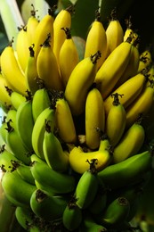 Delicious bananas growing on tree outdoors, closeup view