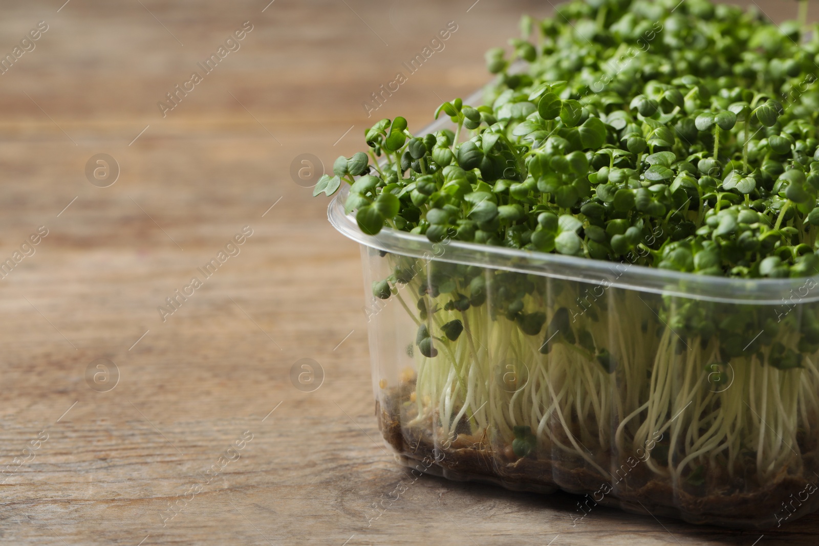 Photo of Sprouted arugula seeds in plastic container on wooden table, closeup. Space for text