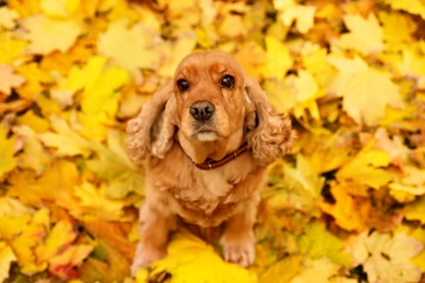 Photo of Cute Cocker Spaniel on colorful autumn leaves outdoors, above view