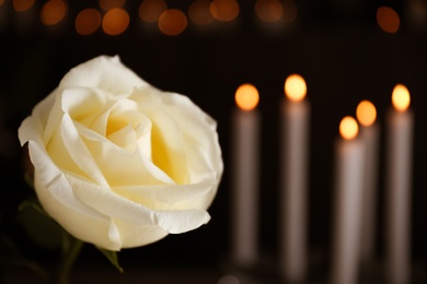 White rose and blurred burning candles on background, space for text. Funeral symbol